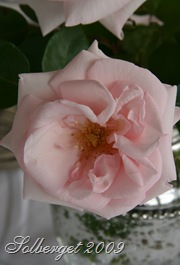 IMG_0540