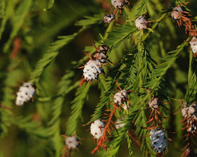 Baldcypress (Taxodium distichum)