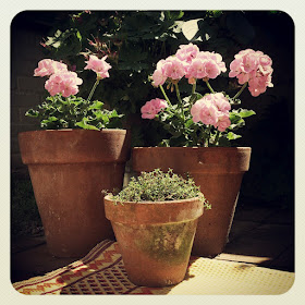 ByHaafner, pink, flowers, container garden