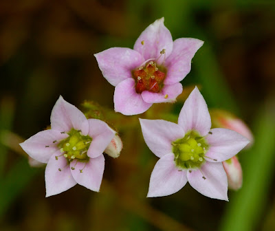 Hairy Stonecrop (Sedum villosum)