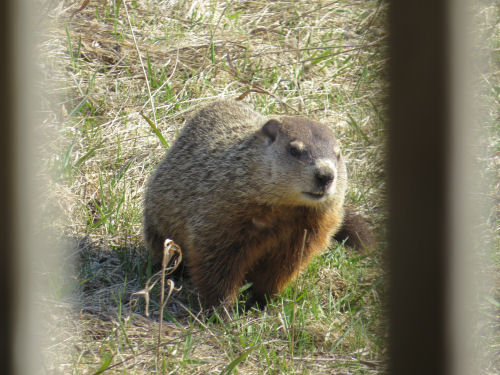 woodchuck