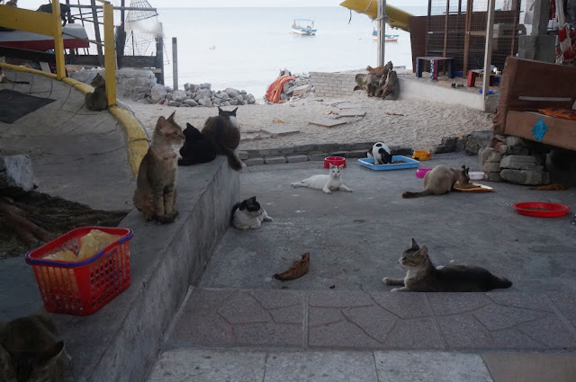 A group of cats relaxing in a beach-front property in Teluk Bahang, Penang, Malaysia
