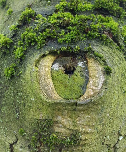 A knot in a green coloured tree trunk that looks like an eye.
