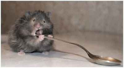 Funny Rat Picture With A Spoon