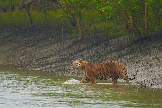 2 days 1 night package rates for sundarban