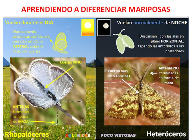 Principales diferencias entre mariposas diurnas y nocturnas