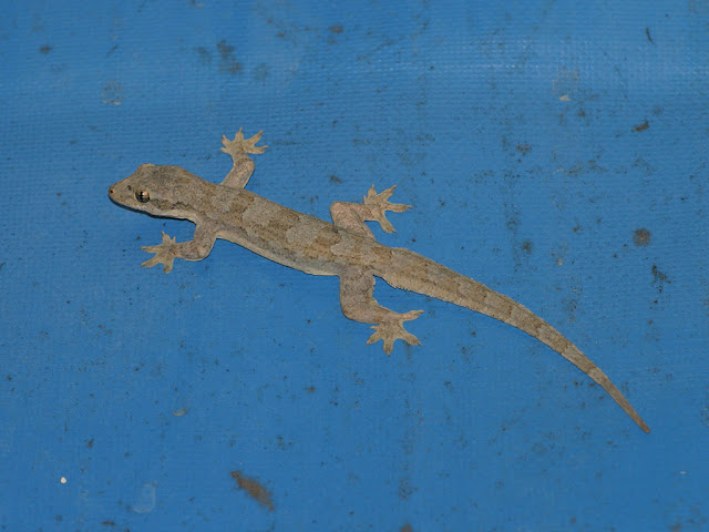 Flat-tailed Gecko - Hemidactylus platyurus