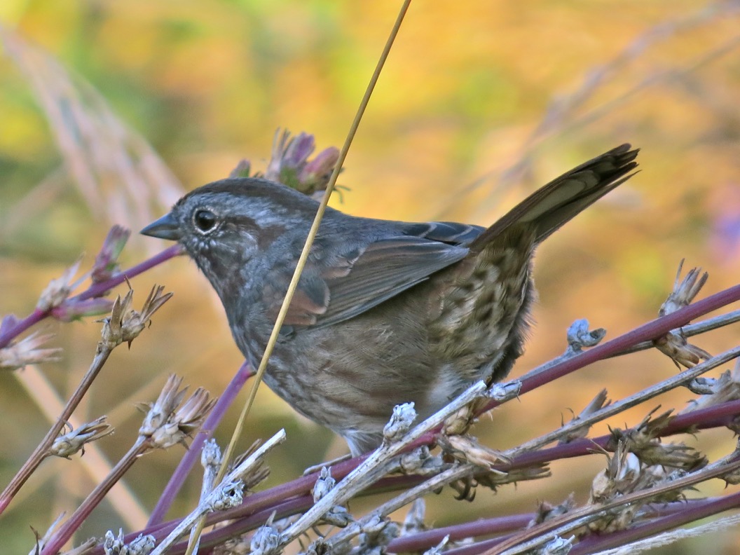 Shoreline Area News For The Birds The Ubiquitous Song Sparrow