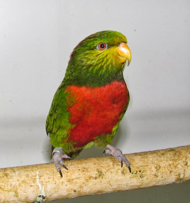 Orange billed lorikeet