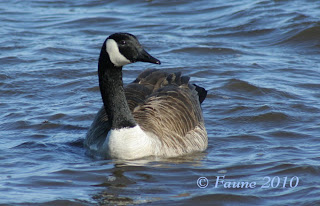 Canada Goose Currituck Sound