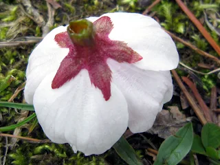 落下した桜の花の裏側