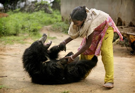 Sloth bear pet in India, Buddu playing with Kisan's family member