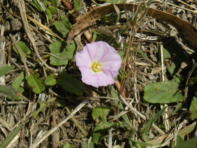 Polymeria calycina çiçeği
