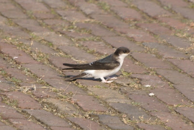 Wytgatswel - Huiszwaluw - Delichon urbicum