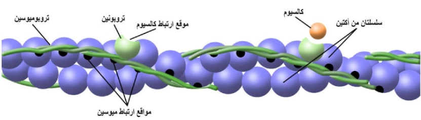 الشكل 13-8: التركيب الدقيق للخيط الرفيع.