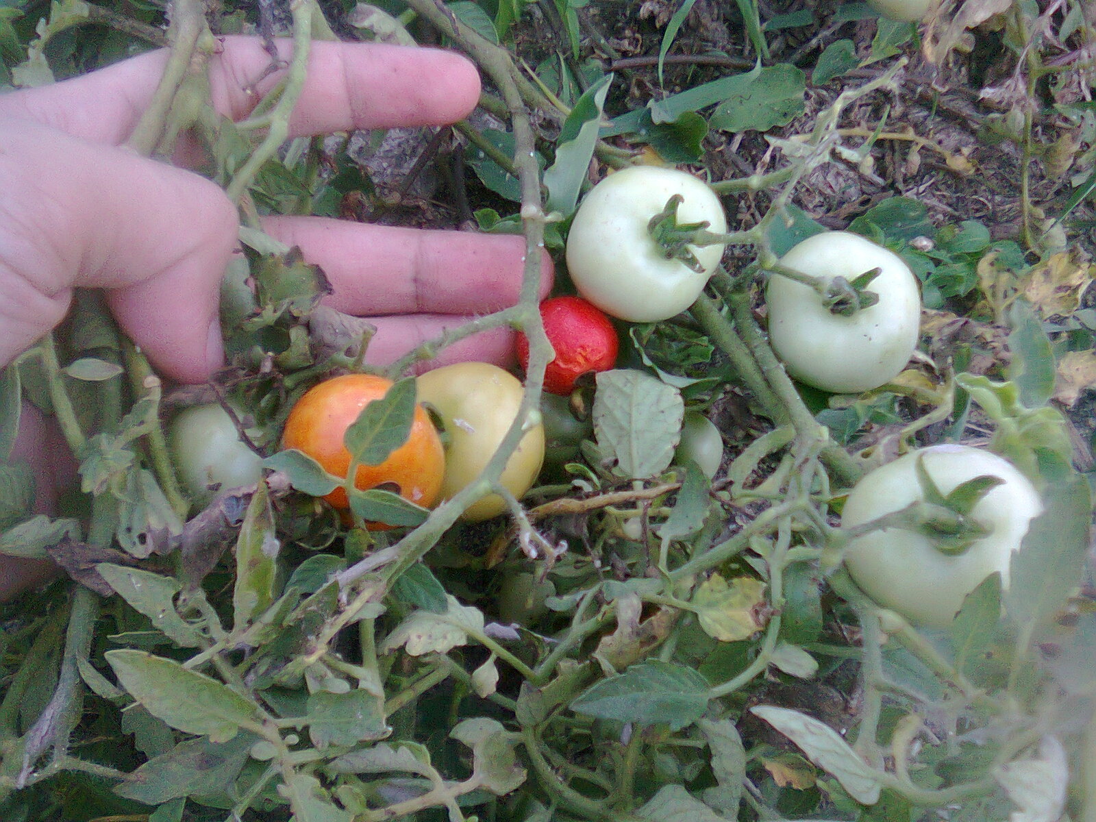 Cara Menanam Buah Tomat di Kebun dan di Sawah dengan Hasil Panen Bagus