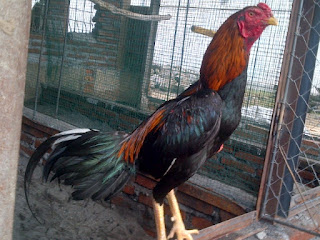Ayam birma malaysia, makhoy, pakhoy