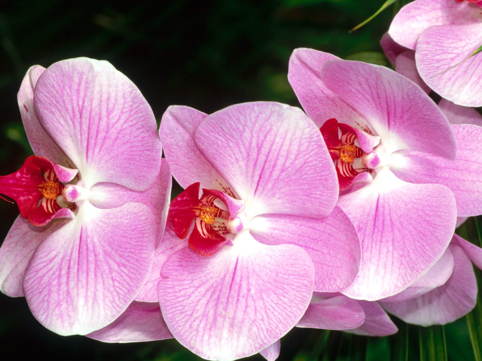 Orchid Flowers