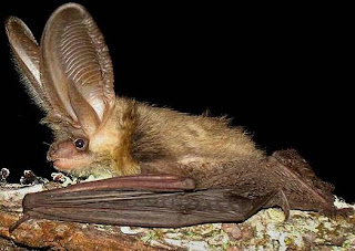 Murciélago con orejas enormes de perfil