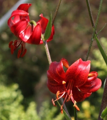 Lilium davidii 'Berry Red'