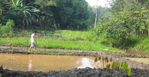 Cara Mudah Budidaya Ikan Patin Pada Kolam