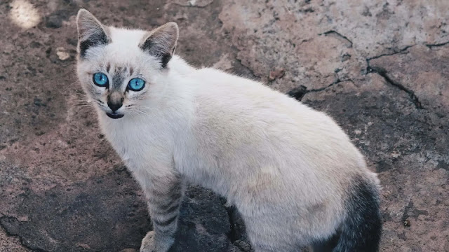 Ojos Azules