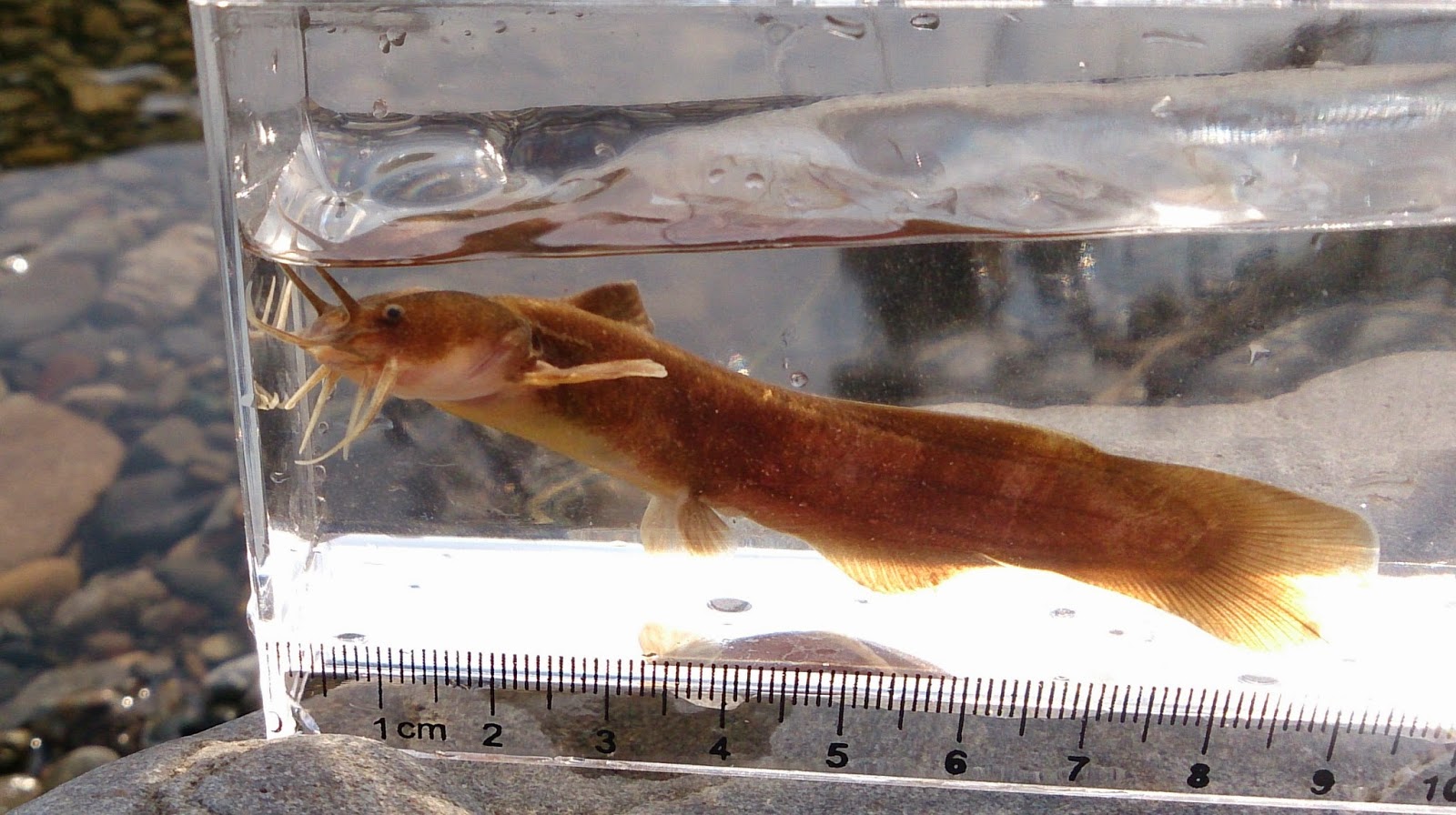 東京淡水魚図鑑 アカザ アカザ科アカザ属 東京淡水魚図鑑 アカザ アカザ科アカザ属