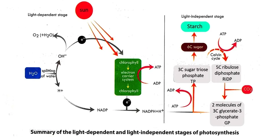 Summary of light dependent  and light independent stages of photosynthesis