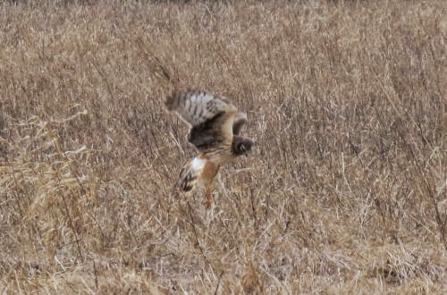 northern harrier