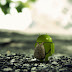 Aplicacion Wallpaper Android