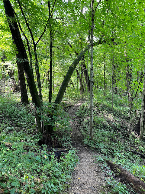 A winding, natural trail on a ridge provided beautiful woodland views.