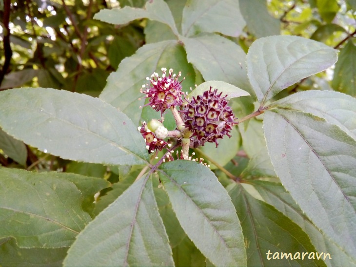 Свободноягодник сидячецветковый (Acanthopanax sessiliflorus, =Eleutherococcus sessiliflorus)