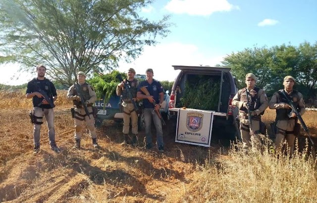 Plantação com cerca de 2600 pés de maconha é encontrada pela polícia em Canarana