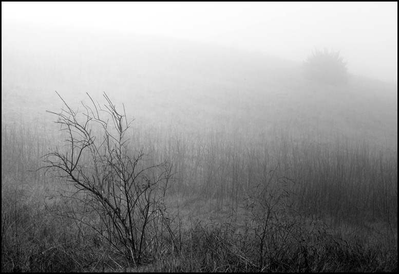 CarbonCanyonFog-15
