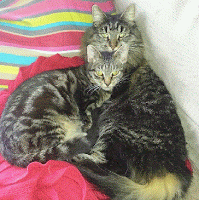 A photograph of two tabby cats on a striped cushion and red blanket.