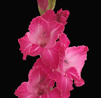 Gladiolus Flower Wallpaper