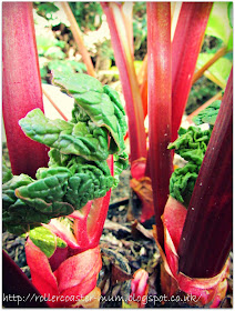 red rhubarb stalks ready to pick