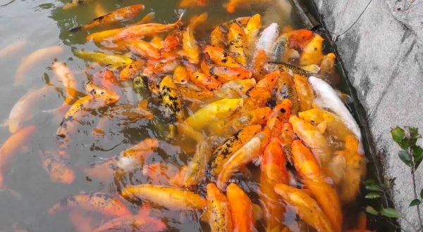 Resep Umpan Mancing Ikan Mas Harian Tanpa Kroto