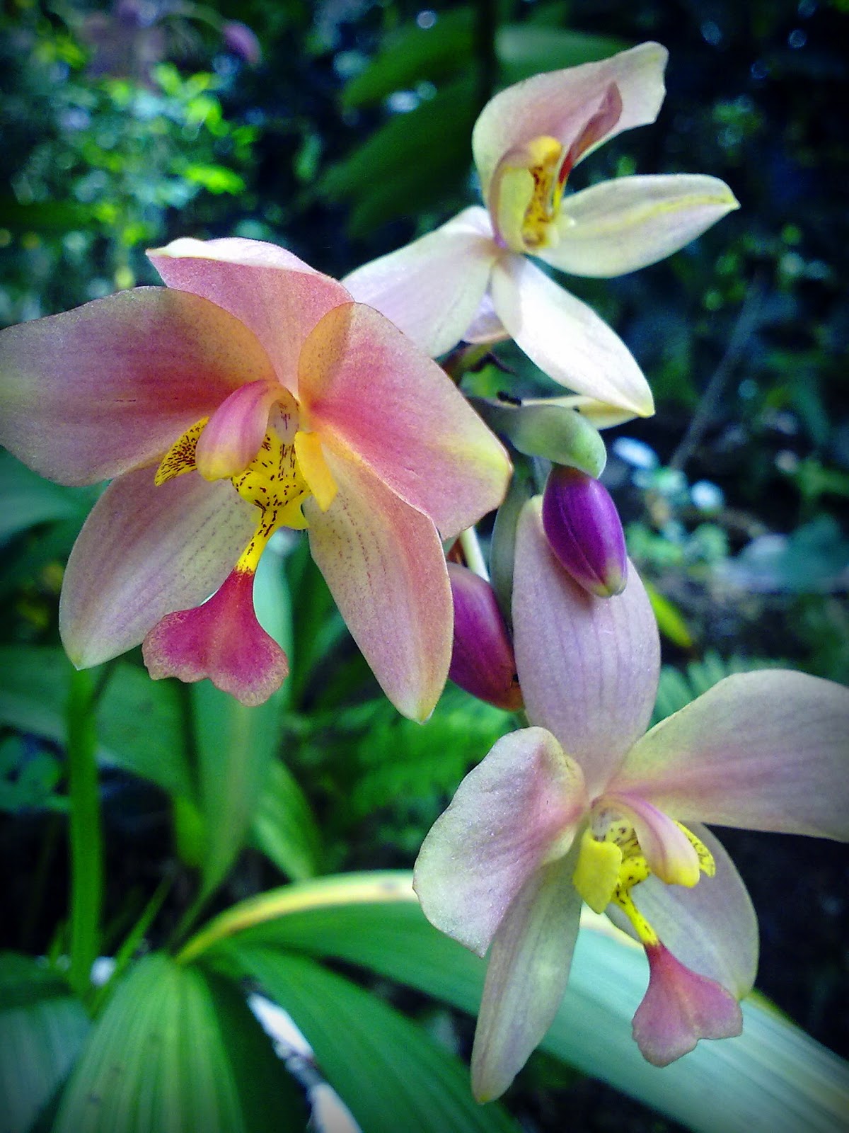 Gambar Nama Bunga Malaysia Orchid Hybrid Gambar Orkid 