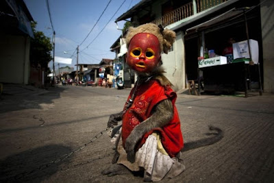 Monkey Chained In Indonesia