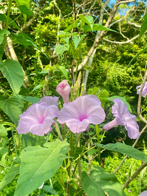 樹牽牛花