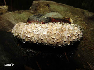 Fomitopsis pinicola IMG13525