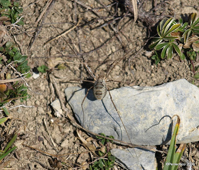 Araña de Isaba, Navarra