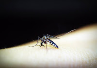 मलेरिया को ठीक करने के अचूक नुस्खे