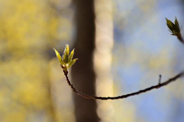 A long thin poplar twig begins to open leaves at the tip; it is outlined against a green-gold glow of the many other leaves emerging and the graphic light and dark of trunks half in sun, with blue sky beyond. https://cohanmagazine.blogspot.com/