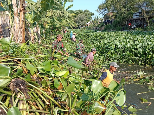 Cegah Banjir, Anggota Koramil 02/Bonang dan Warga Bersihkan Eceng Gondok di Kalituntang