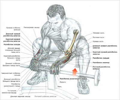 Forearms – Barbell Wrist Curls