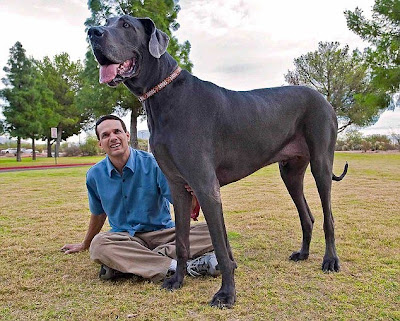 World's Tallest Dog