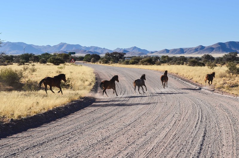 desert horse, desert horses, wild horses in africa, namib desert horse, african wild horses, african horses, horses africa, horses in africa, are there horses in africa, history of horses in africa, horse like animals in africa, desert horse breeds, african horse breeds, namibia wild horses, desert horse breeds,