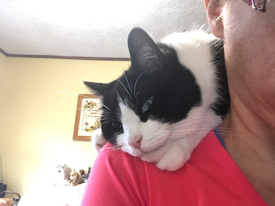 black and white cat on a human shoulder